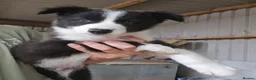 Border Collie dogs for sale: READY NOW! Working Border Collie Pups! in Bristol - Advert 1