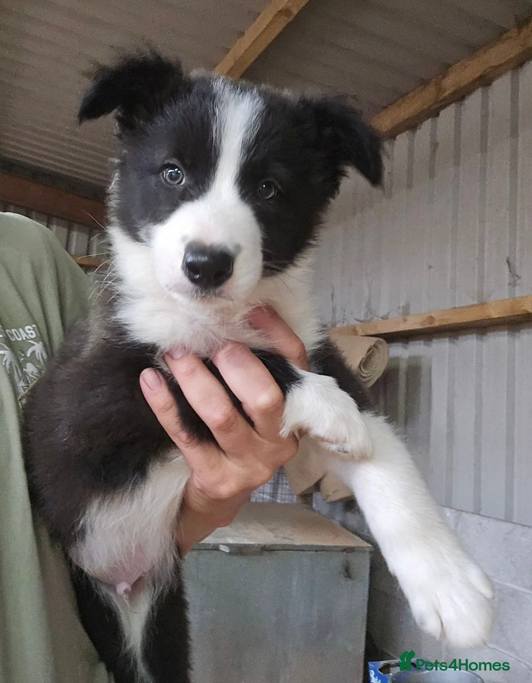 Border Collie dogs for sale: READY NOW! Working Border Collie Pups! in Bristol - Advert 1