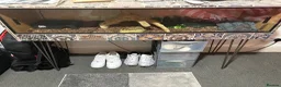 Python Snake reptiles for sale: Ball python with full set up in Leicester - Advert 2