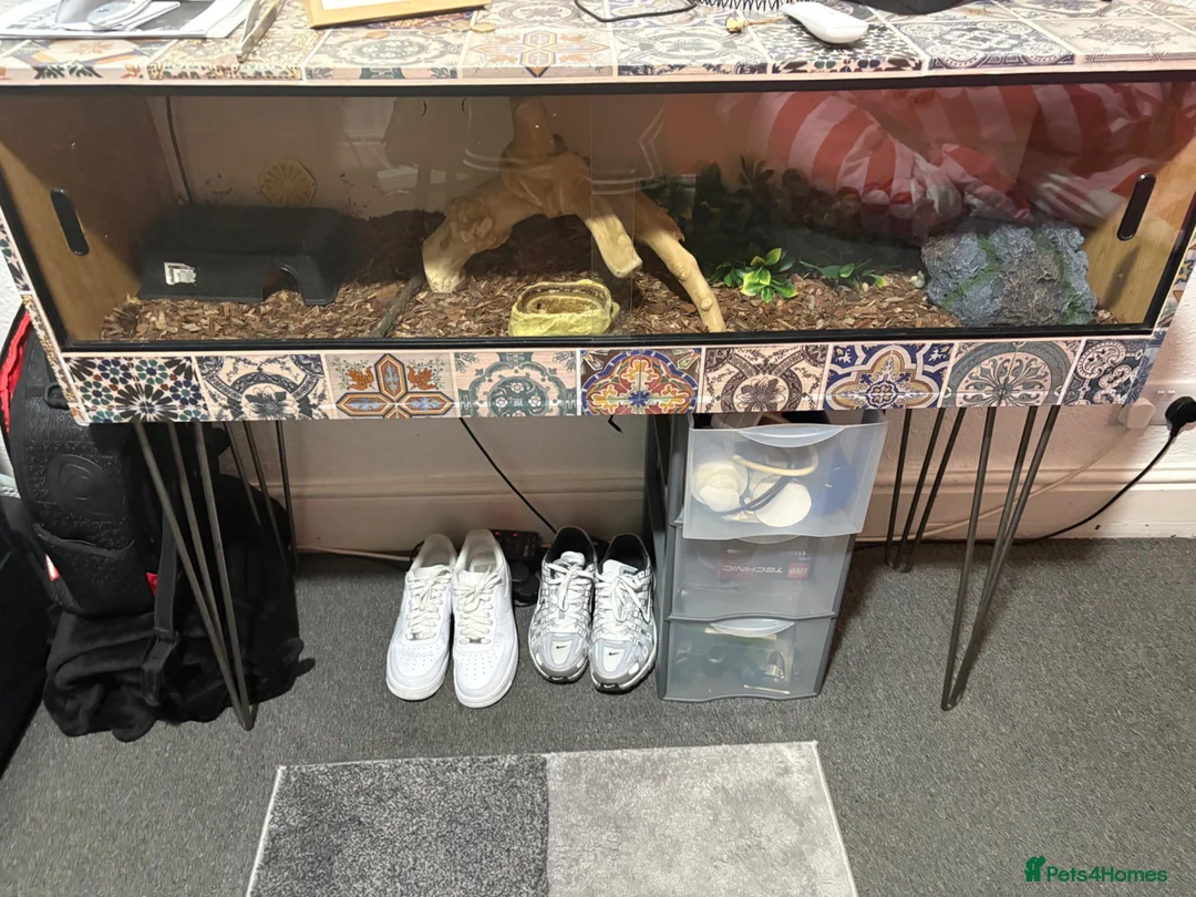 Python Snake reptiles for sale: Ball python with full set up in Leicester - Advert 2