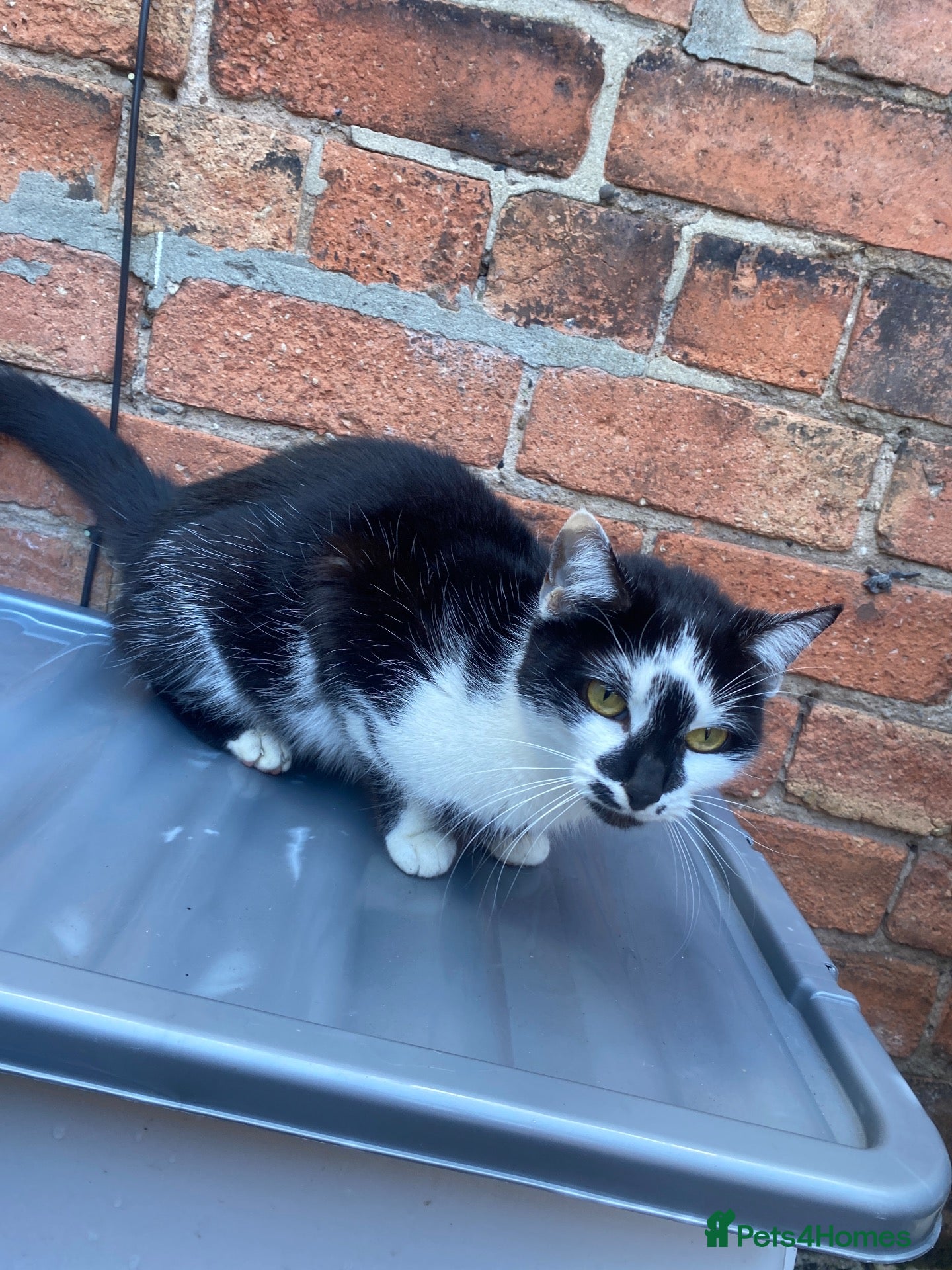 Mixed Breed cats Black and white friendly cat - Advert 3