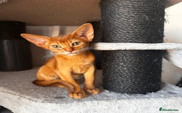 Abyssinian cats for sale: Available NOW 🤩Abyssinian kittens 😍 in Lincoln - Image 24