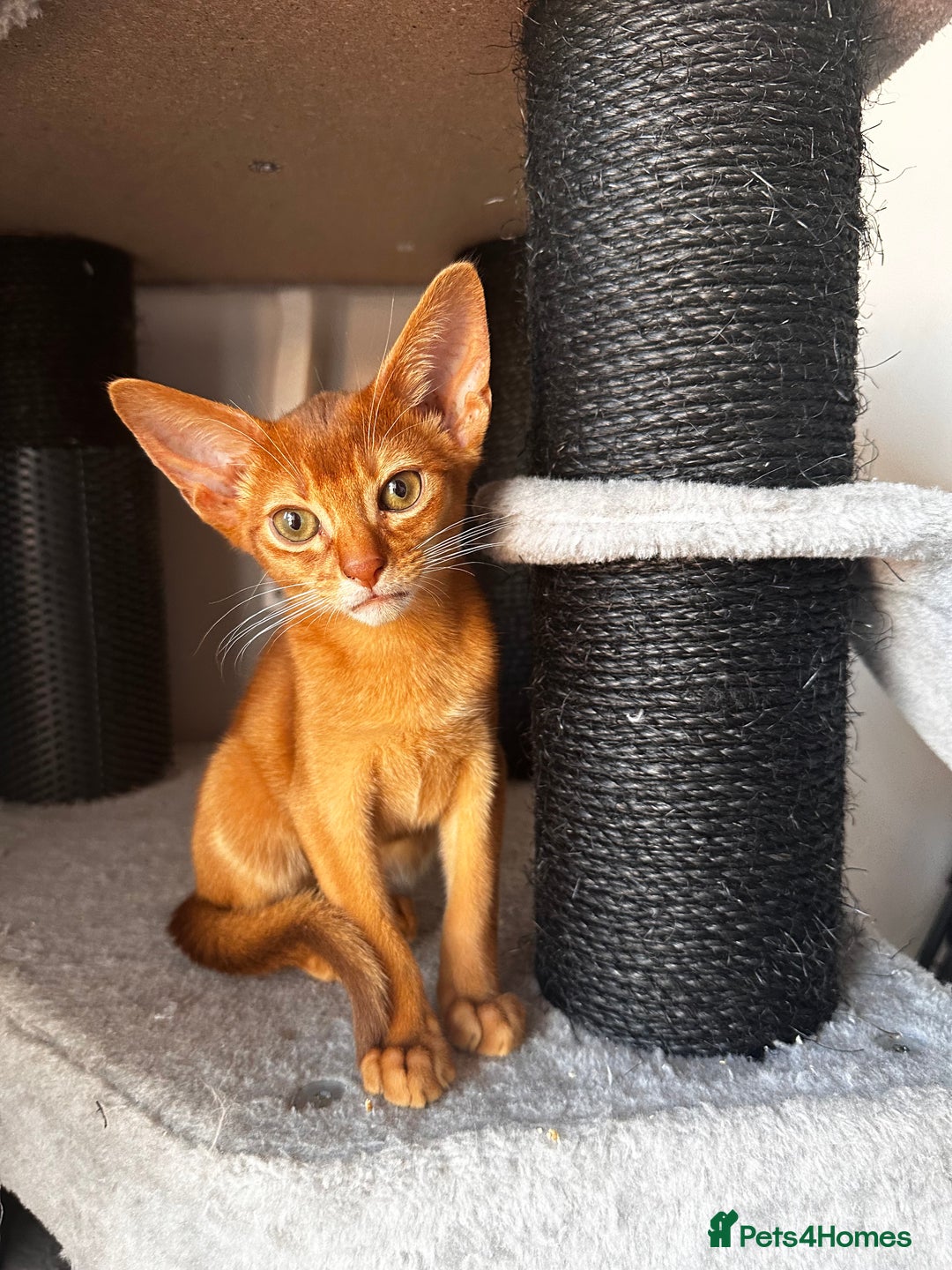 Abyssinian cats for sale: Available NOW 🤩Abyssinian kittens 😍 in Lincoln - Image 24