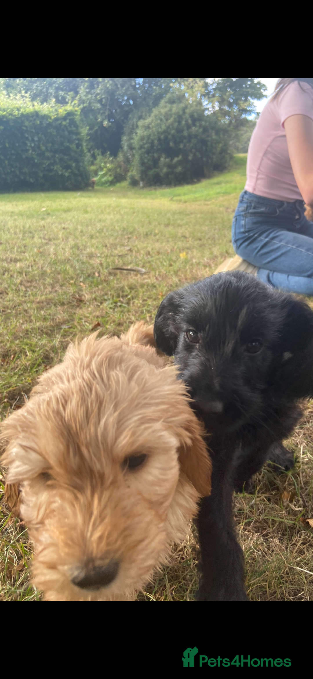 Aussiedoodle dogs for sale: Last Boy AussieDoodle Fully Vaccinated/Vet checked - Image 20