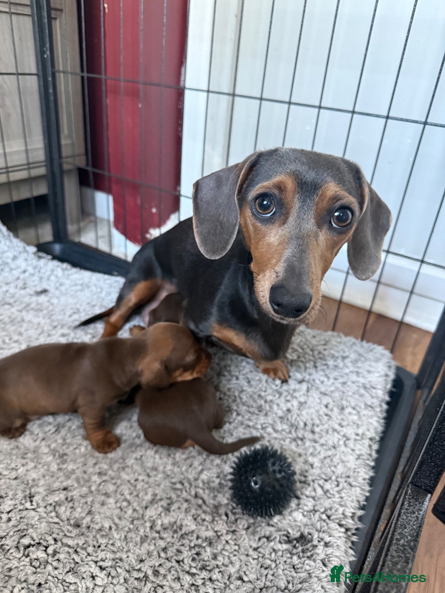 Miniature Dachshund dogs Miniature dachshund puppies  - Advert 1