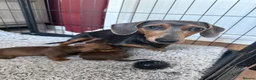 Miniature Dachshund dogs for sale: Miniature dachshund puppies  - Advert 1