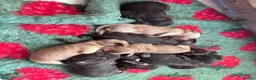 Cocker Spaniel dogs for sale: Cocker spaniel puppies in Dronfield - Advert 4