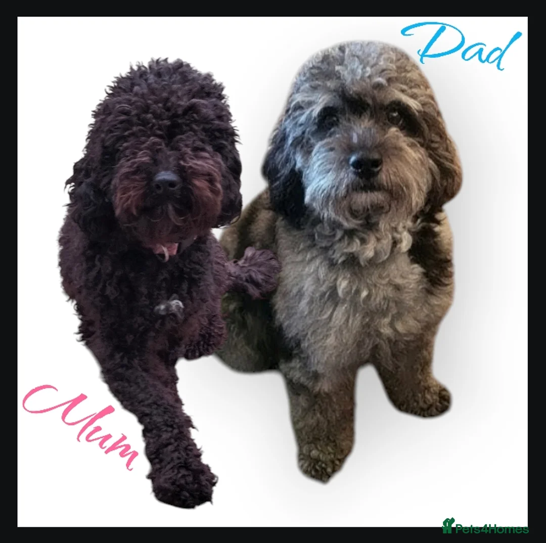 Cavapoo dogs for sale: Stunning F2B Cavapoo's Health Tested - Advert 6