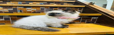 Ragdoll 11 Seal point  
