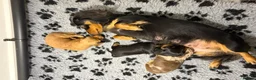 Miniature Dachshund dogs for sale: KC Long Haired Mini Dachshund - Cream/Red/Black - Advert 6