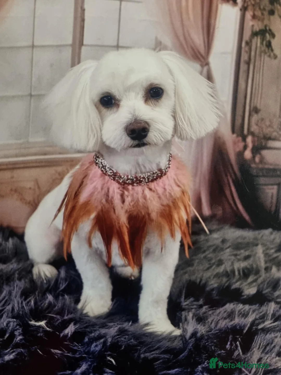 Bichon Frise dogs for sale: Bichon frise mixt  - Advert 1