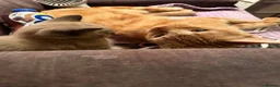 Siamese cats for sale: Siamese x British short hair - Advert 5