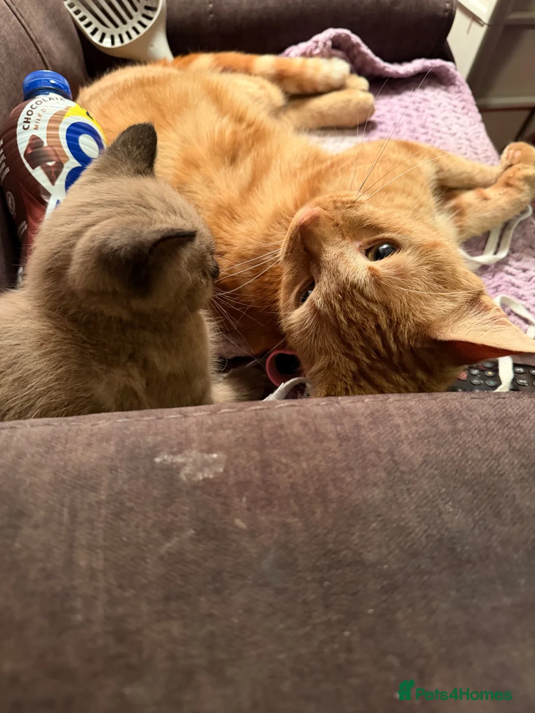 Siamese cats for sale: Siamese x British short hair - Advert 5