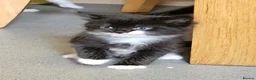Mixed Breed cats for sale: Fluffy kittens ready to leave in Woodbridge - Advert 15