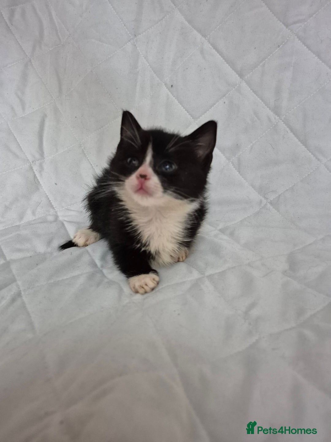 Mixed Breed cats for sale: 4 beautiful fluffy kittens ready now - Image 10