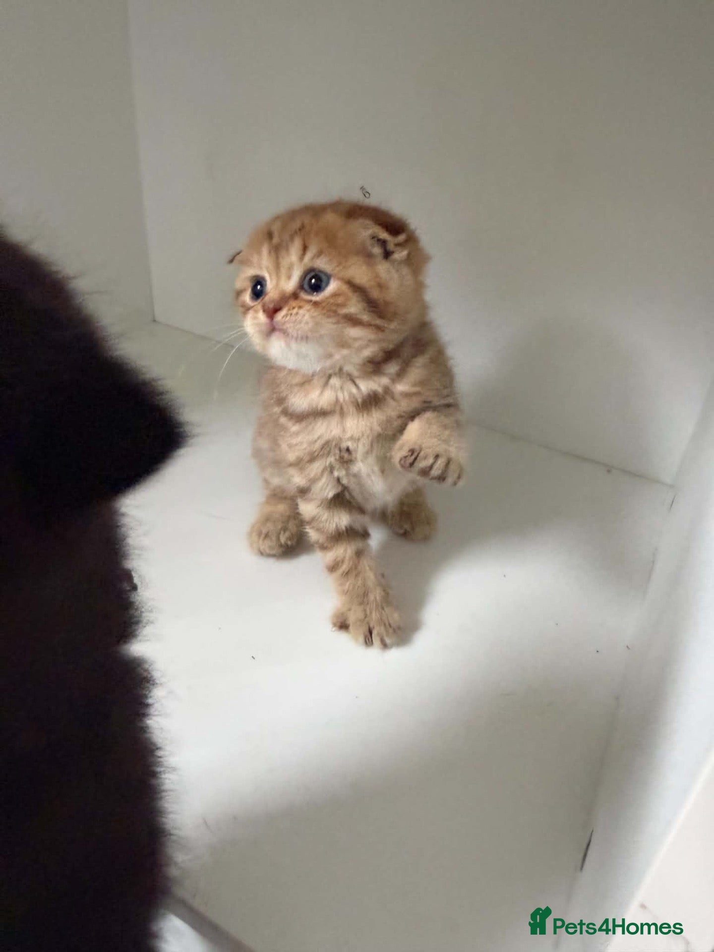 Scottish Fold cats Exceptional litter of Scottish fold/ straight😍😍 - Advert 2