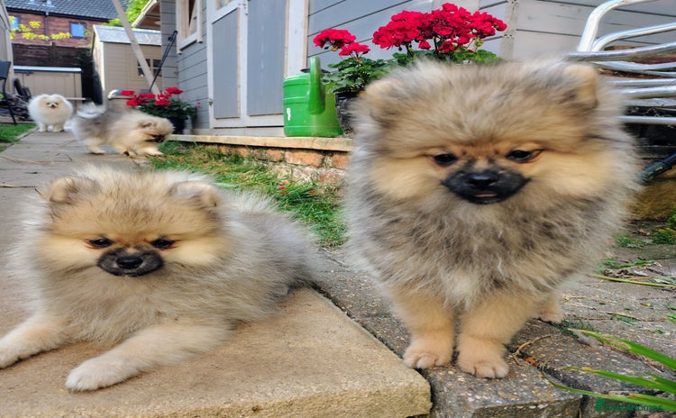 Pomeranian dogs in Taunton - Advert 5