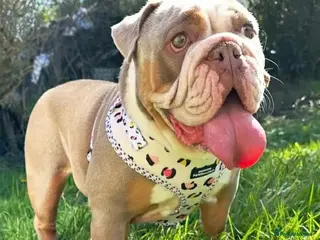 English Bulldog dogs English bulldog aged 5 for sale - Advert 12