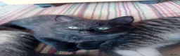 Mixed Breed cats for sale: Kittens for sale - Advert 9