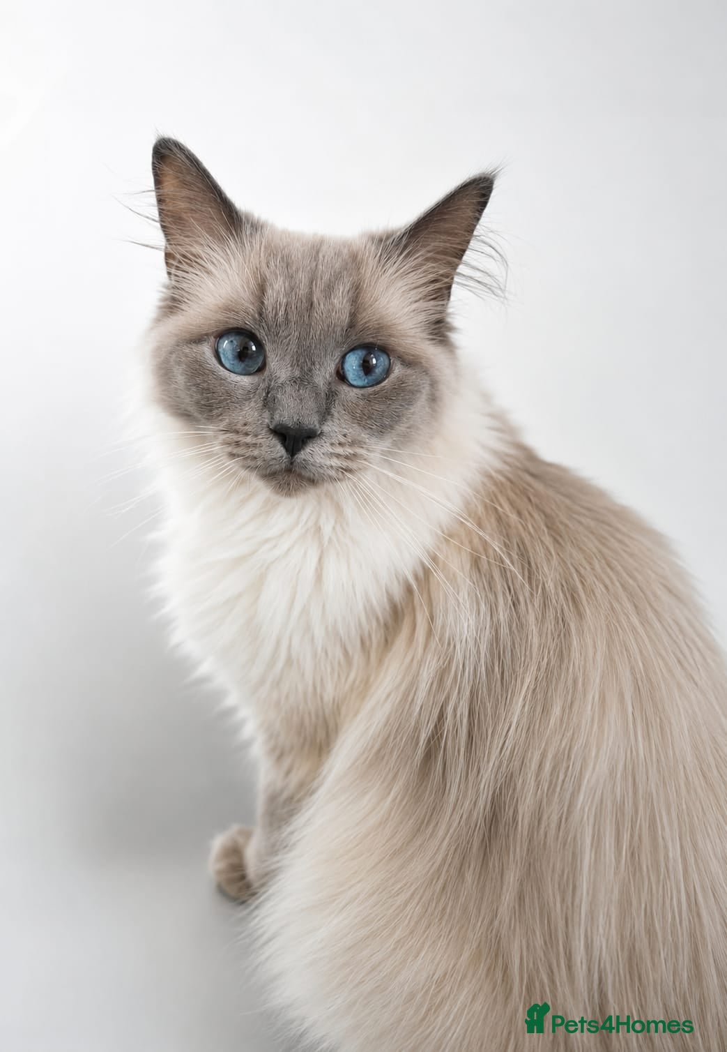 Ragdoll cats Stunning ragdoll kittens for sale.  - Advert 3