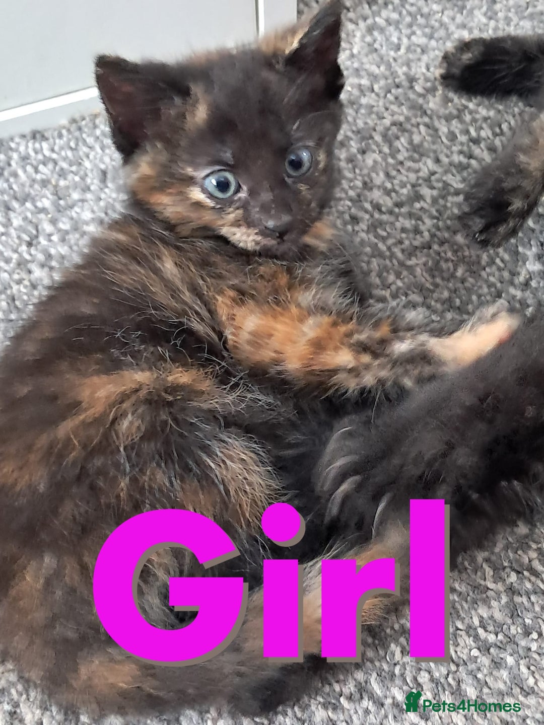 Domestic Shorthair cats for sale: Beautiful tortoise shell kittens - Image 3