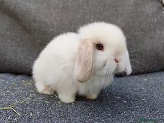 Mini Lop rabbits Stunning mini lops - Advert 4