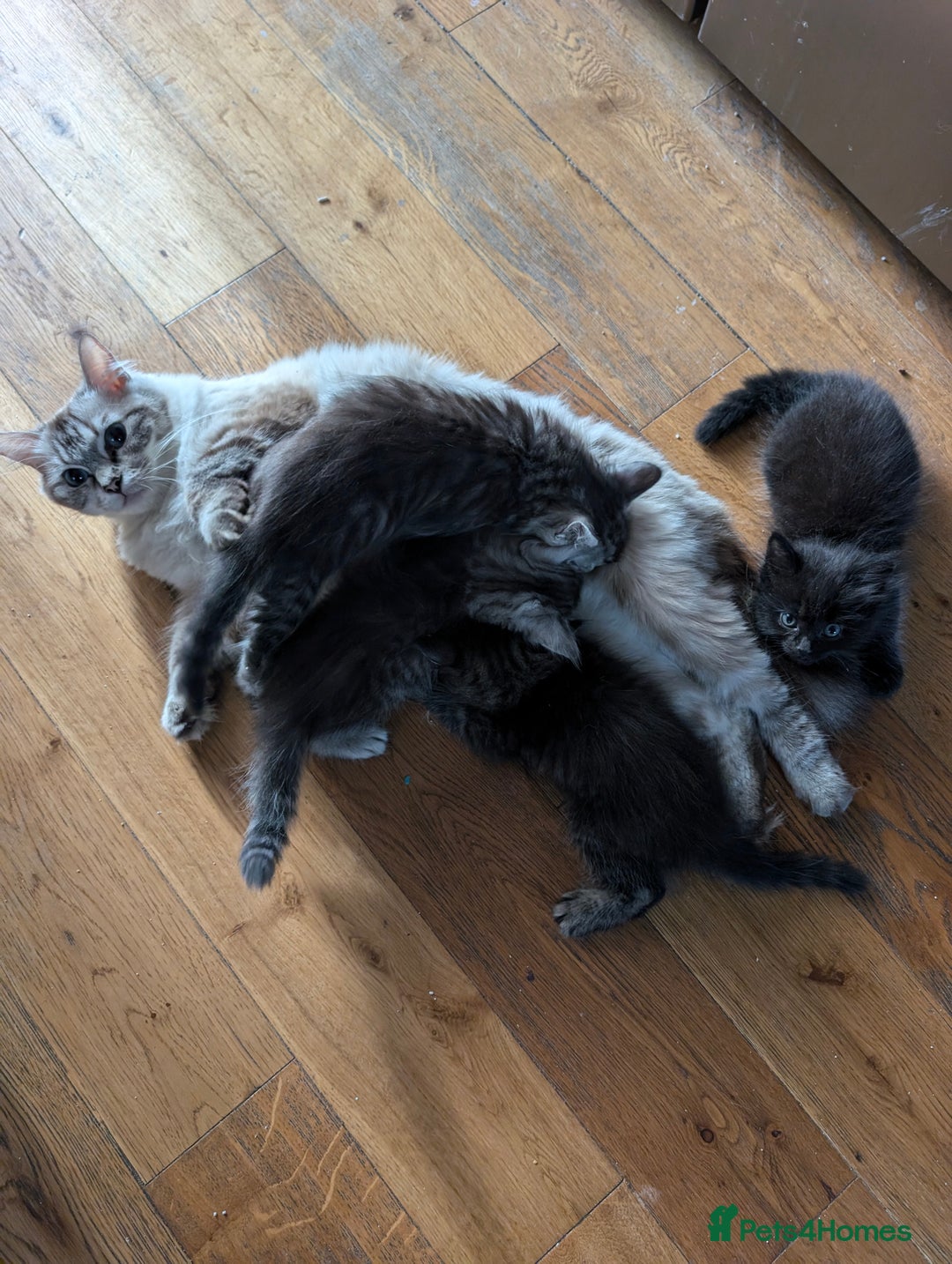 Mixed Breed cats for sale: 4 Sweet kittens!! - Image 8