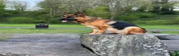 German Shepherd dogs for stud: Shadow Available for stud  - Advert 5