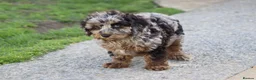 Cavapoochon dogs for sale: Beautiful Cavapoochon puppies for sale - Advert 19