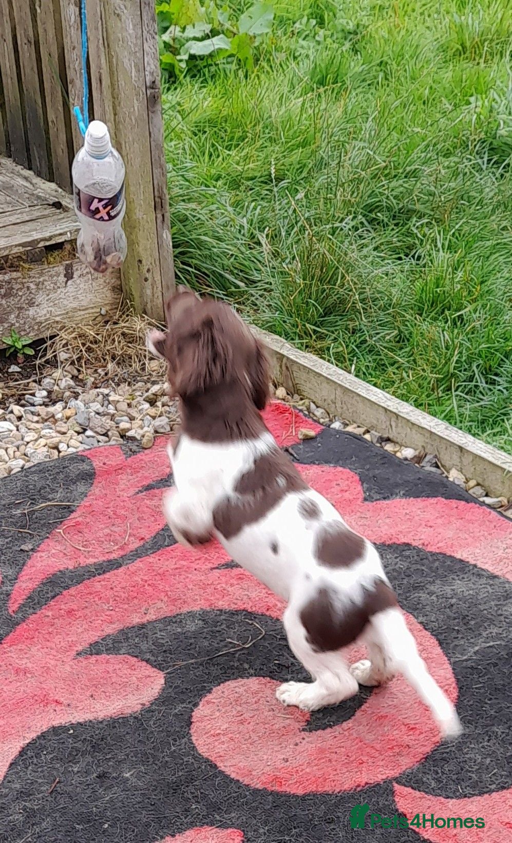 English Springer Spaniel dogs Gorgeous English Springer Spaniels Puppies - Advert 1