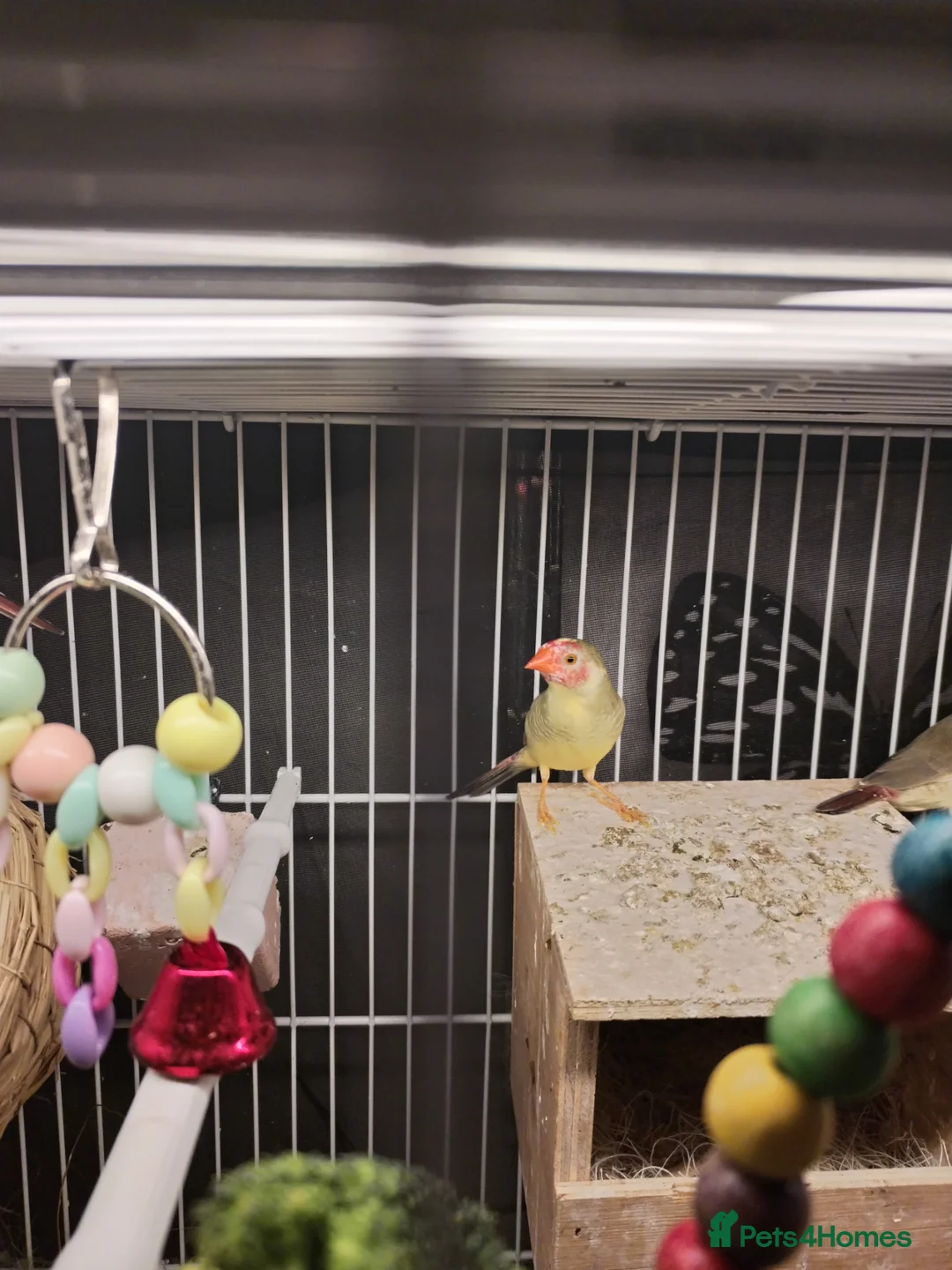 Finches birds for sale: Beautiful starfinchs 2 pairs - Advert 8