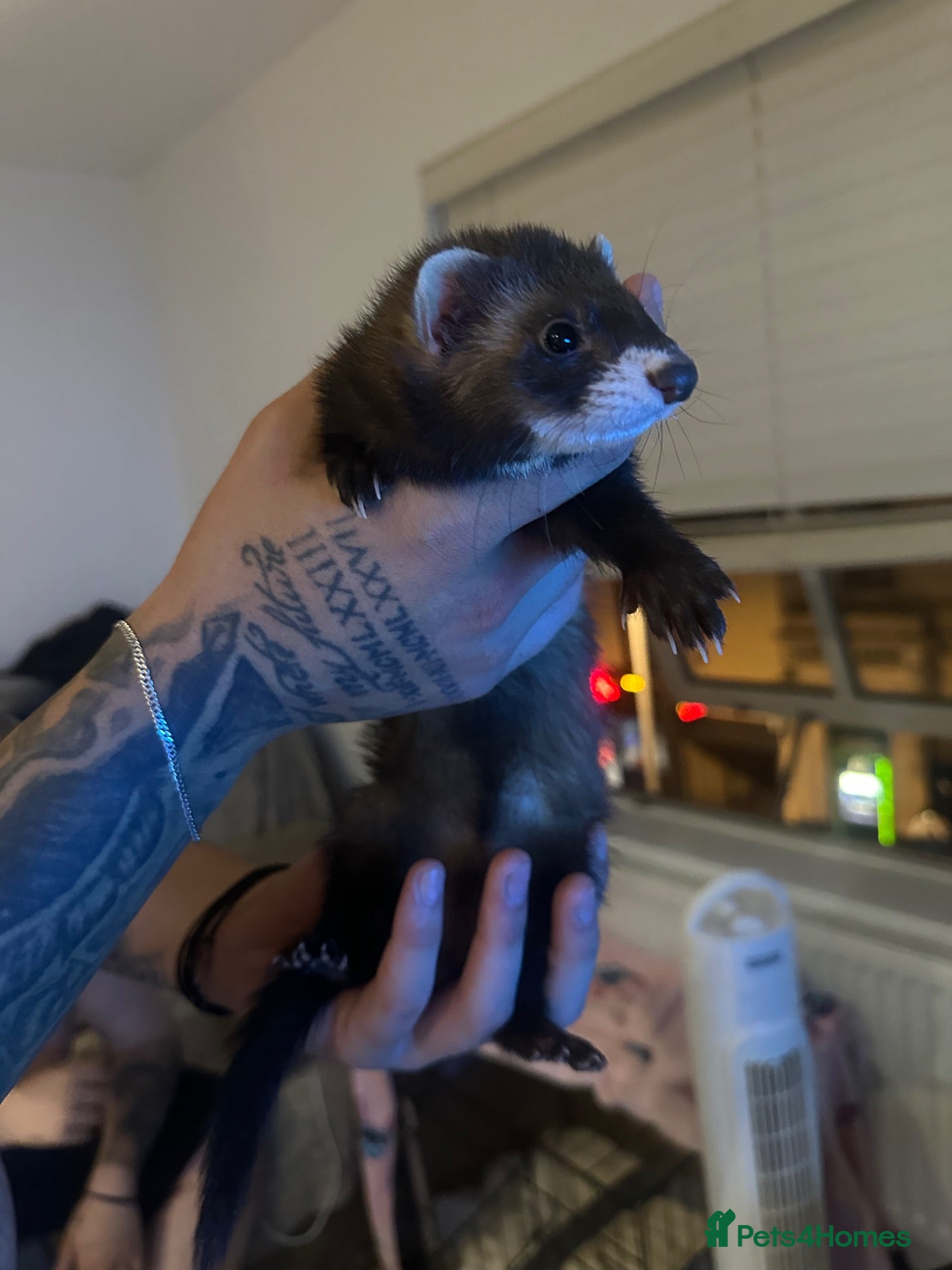 Ferret rodents Micro Jill  for sale  - Advert 2