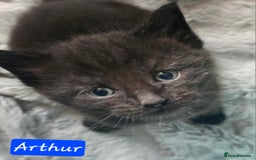 Mixed Breed cats for sale: Beautiful Kittens  - Image 26