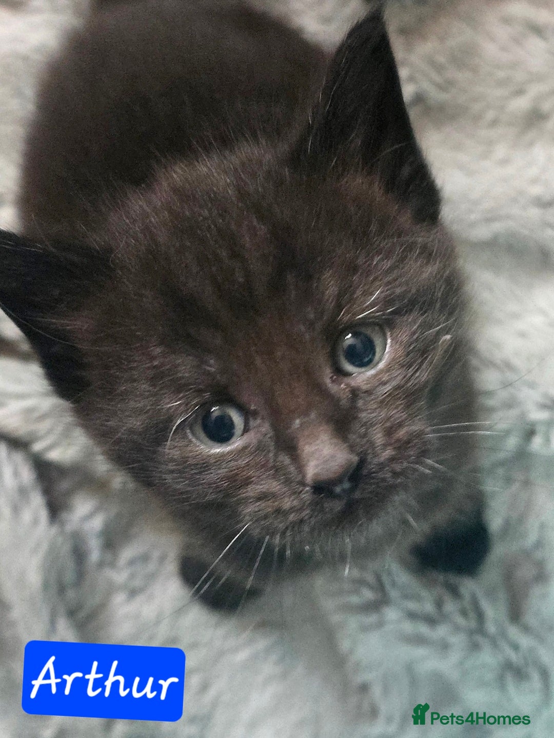 Mixed Breed cats for sale: Beautiful Kittens  - Image 26