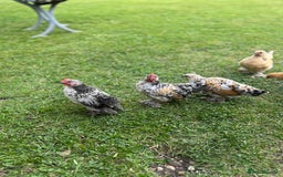 Chickens poultry for sale: Mixed breed sablepoot chickens  - Image 4