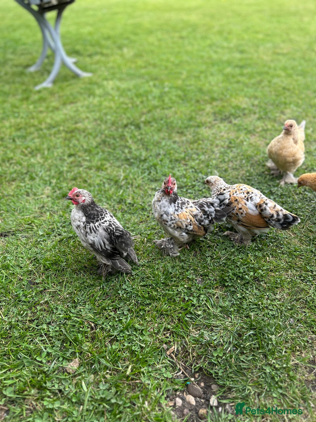 Chickens poultry for sale: Mixed breed sablepoot chickens  - Image 4