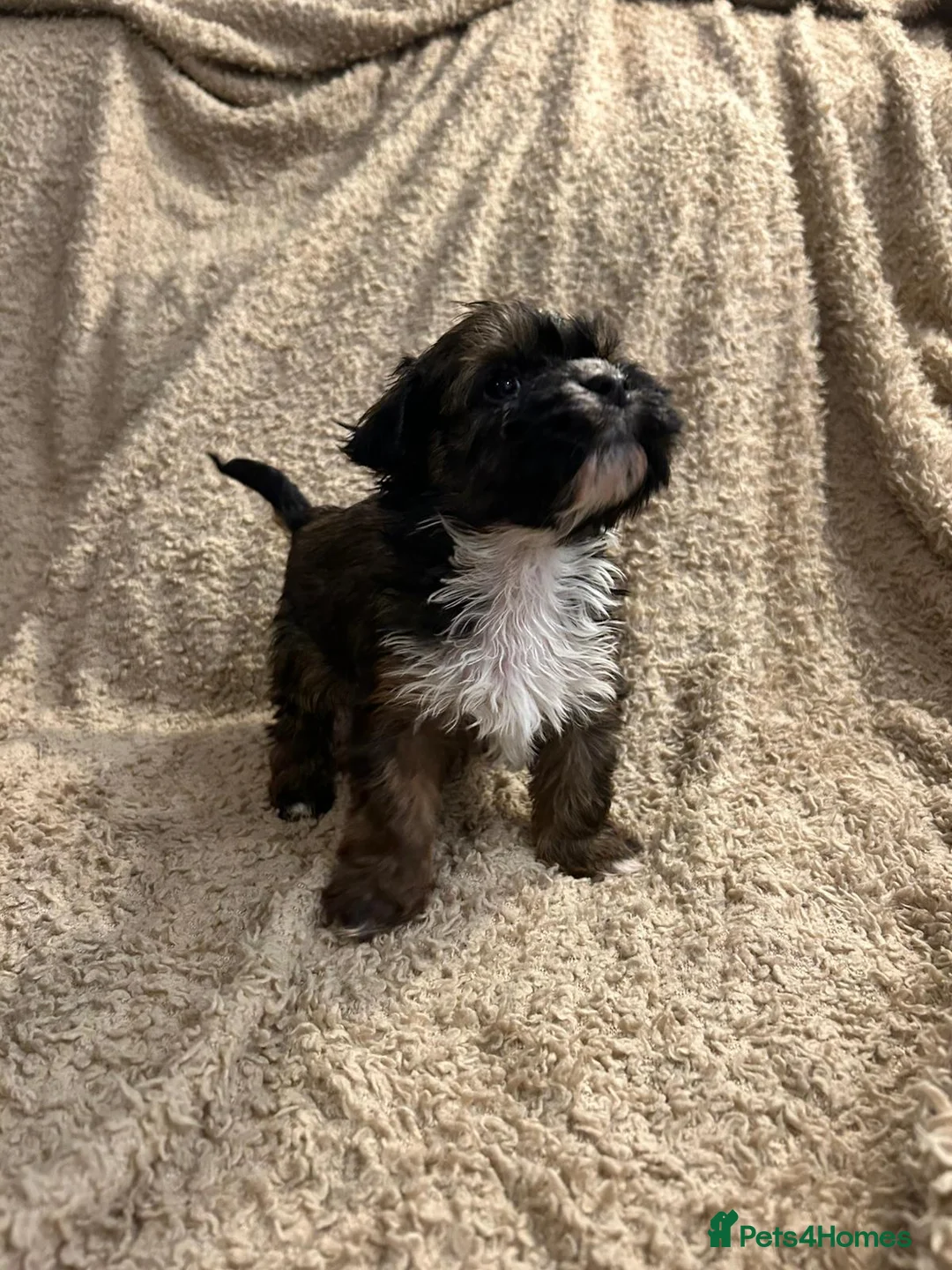 Havanese dogs for sale: Beautiful Havanese Puppies - Advert 7