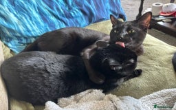 British Shorthair cats for sale: 2 Black Males cats - Image 13