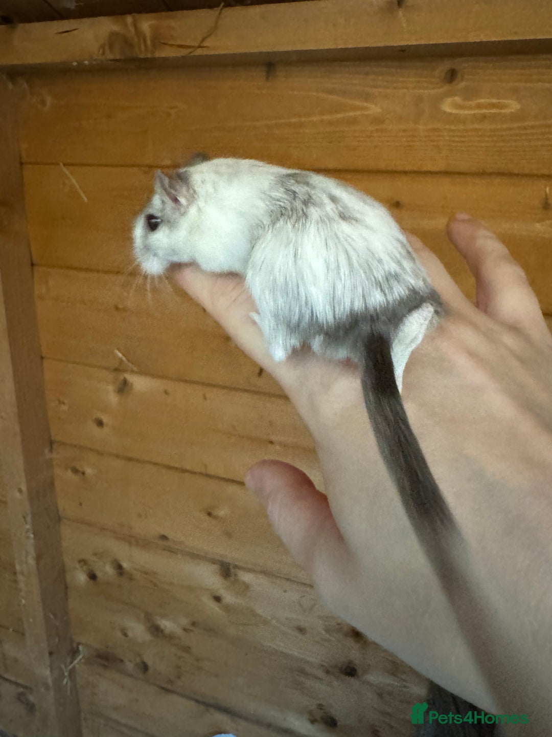 Gerbil rodents for sale: Male and female gerbils  - Advert 3