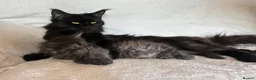 Maine Coon cats for sale: GCCF Maine Coon Kittens – Champion Parents - Advert 14