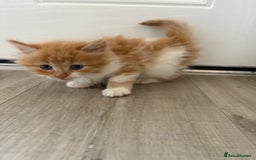 Mixed Breed cats for sale: 5 beautiful fluffy kittens  - Image 6
