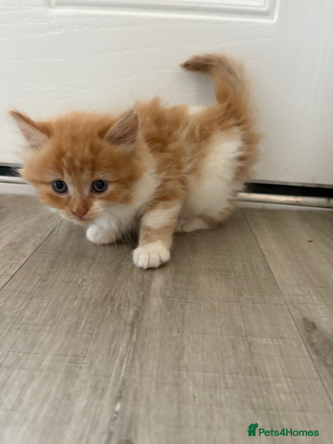 Mixed Breed cats for sale: 5 beautiful fluffy kittens  - Image 6