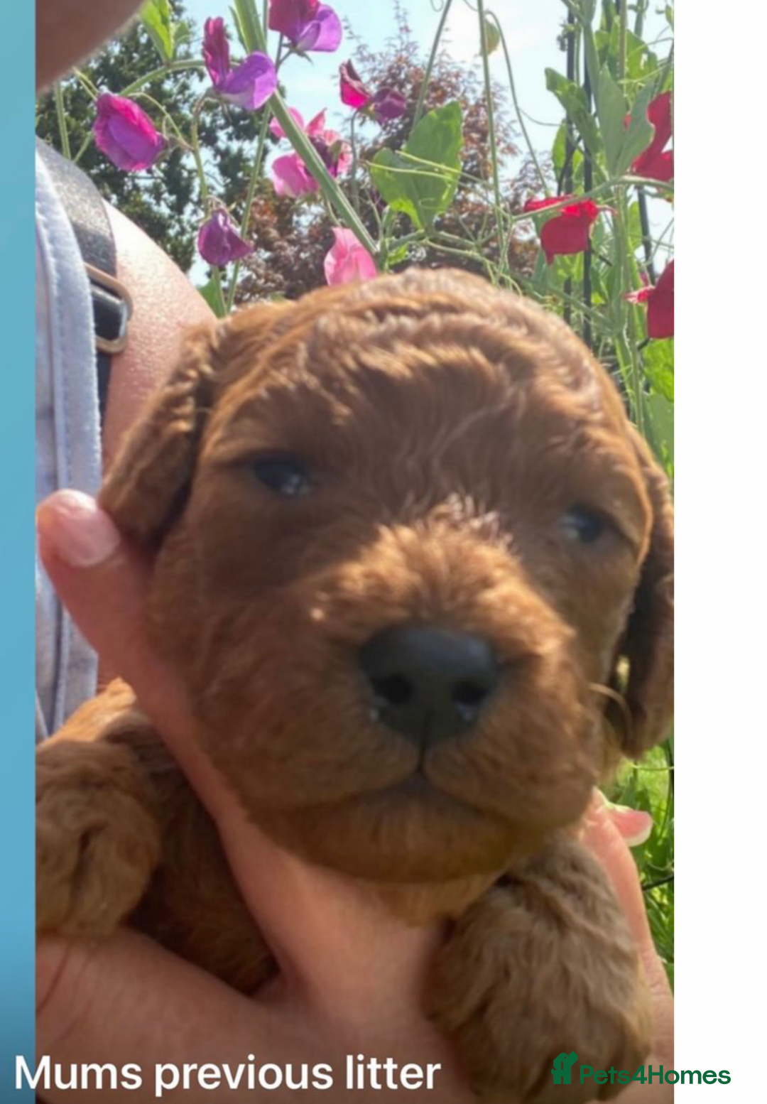 Cavapoo dogs for sale: Cavapoo waiting list  - Image 5