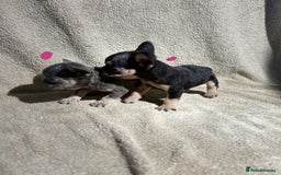 French Bulldog dogs for sale: Beautiful French bulldog puppies  - Image 6