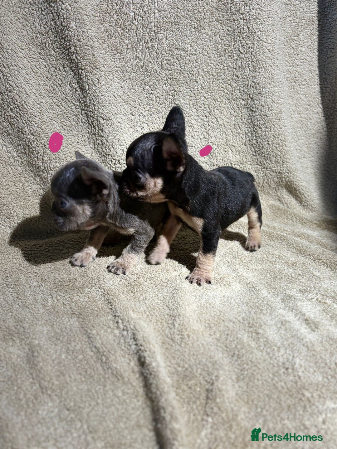 French Bulldog dogs for sale: Beautiful French bulldog puppies  - Image 6