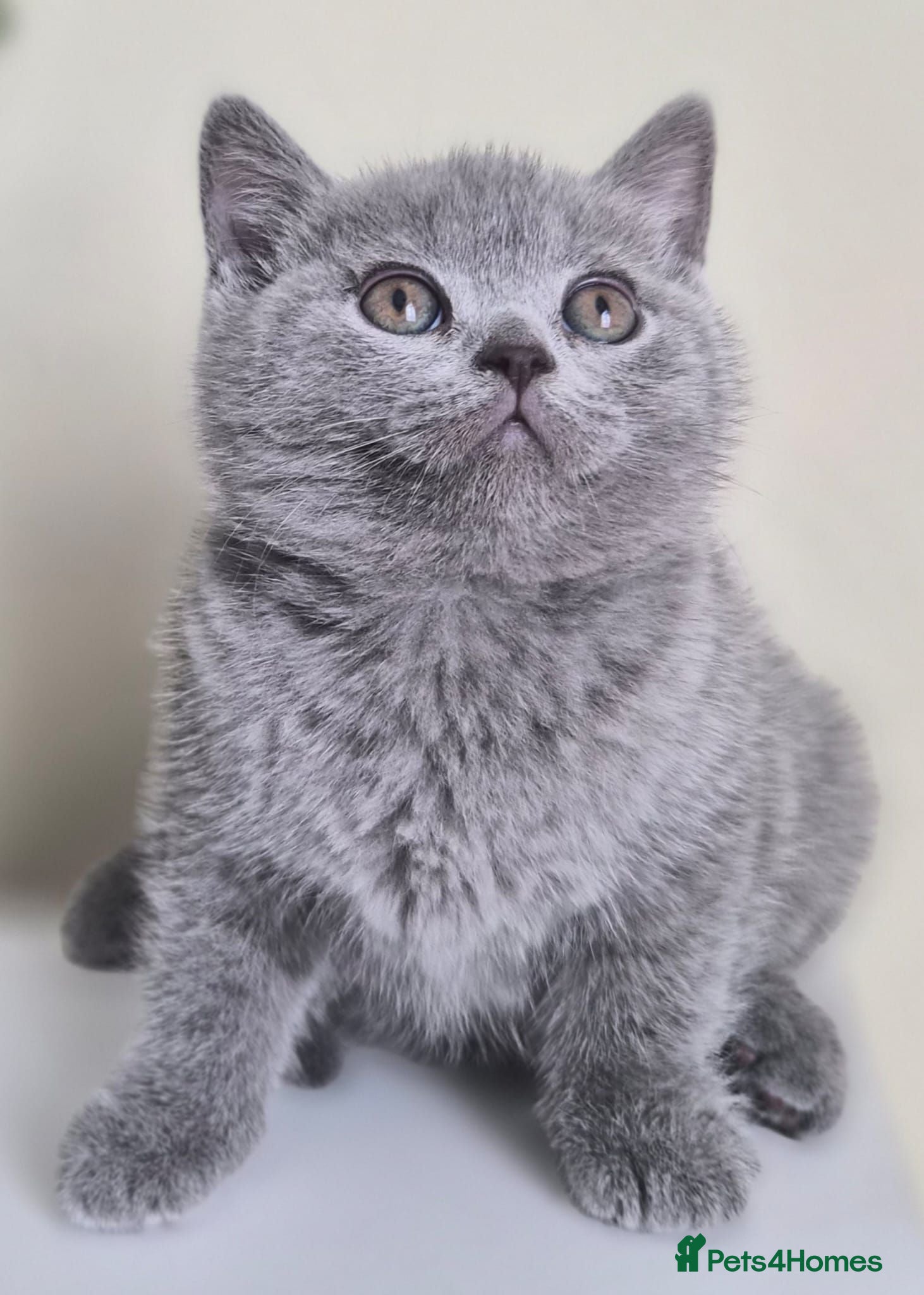 British Shorthair cats READY NOW! Adorable British shorthair kittens  😻 - Advert 2
