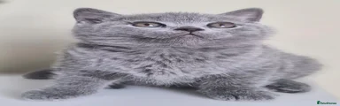 British Shorthair 1