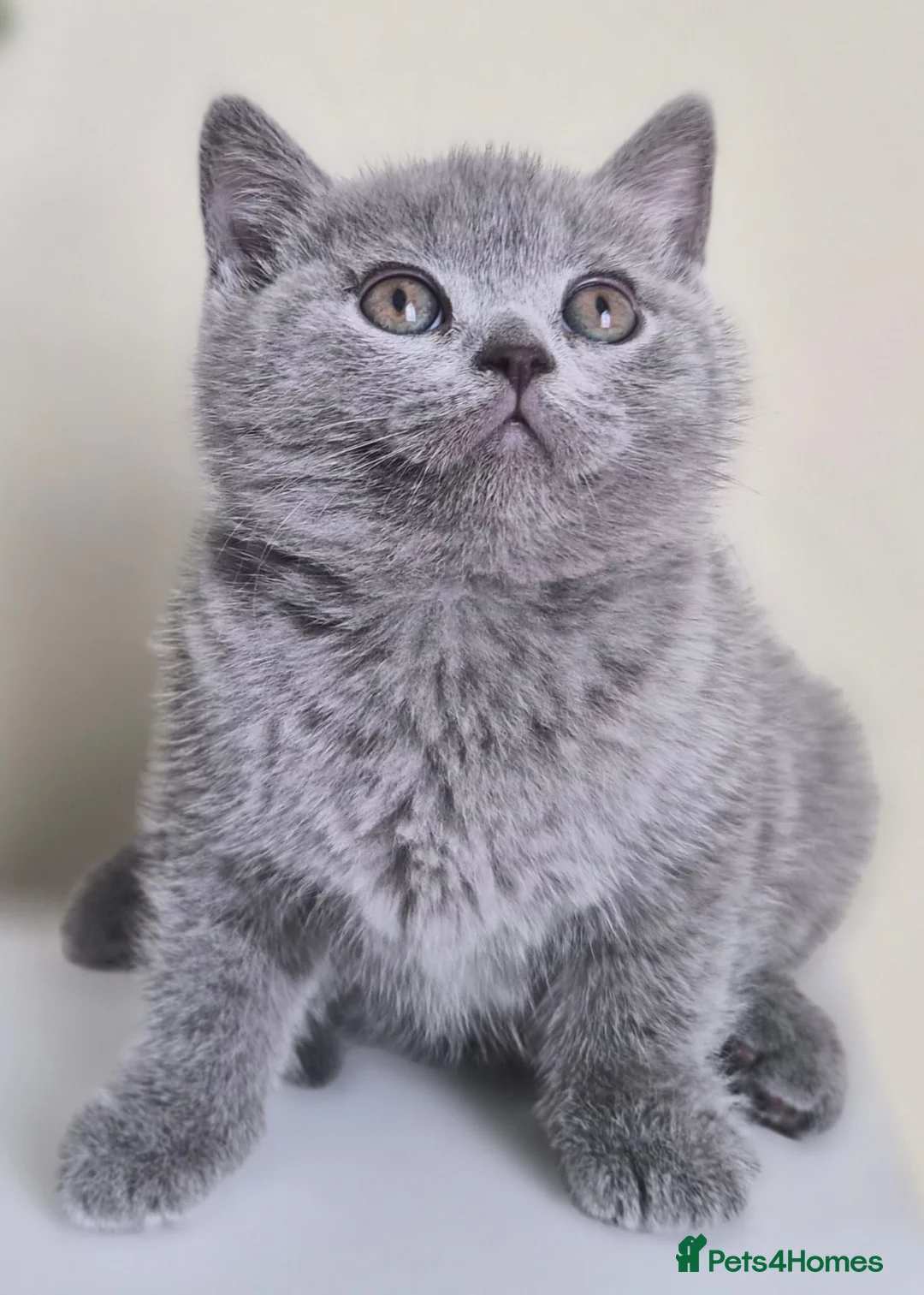 British Shorthair cats for sale: Exceptional pedigree British shorthair kittens  😻 - Advert 13