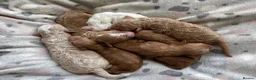 Australian Labradoodle dogs for sale: Australian Labradoodle Puppies for sale - Advert 11