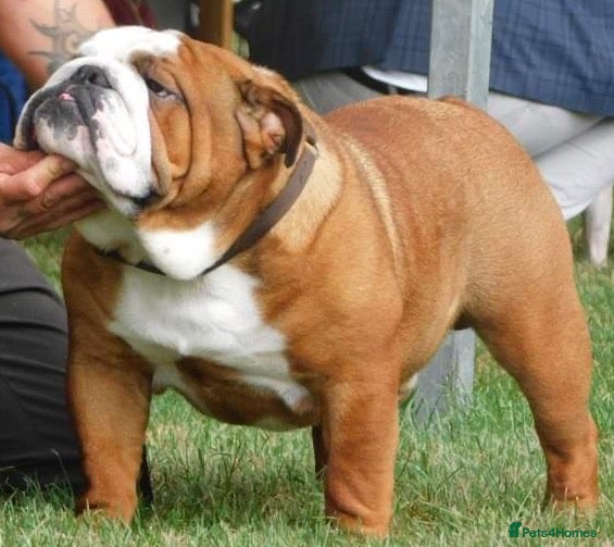 English Bulldog dogs KC Reg Red and White Bulldog *Health Tested* Stud in Sheffield - Advert 16
